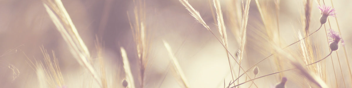 wildflowers collection