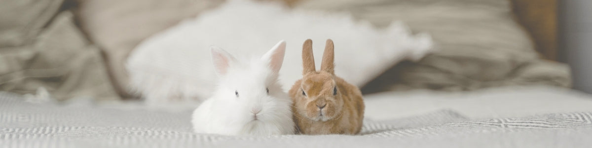 Bunnies collection from Pineapple and Sage