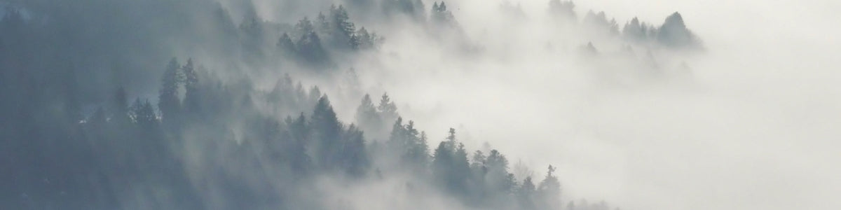 Indigo forest collection